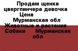 Продам щенка цвергпинчера девочка › Цена ­ 16 000 - Мурманская обл. Животные и растения » Собаки   . Мурманская обл.